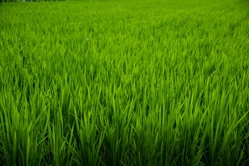 양귀비 풍경 자연의 풍경 꽃이 있는 풍경