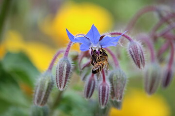 A photograph of a honeybee on a blue borage wild flower in a natural garden