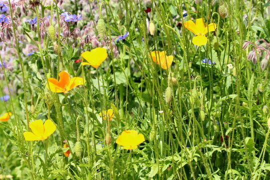 A photograph of a beautiful wild flower patch in a natural garden