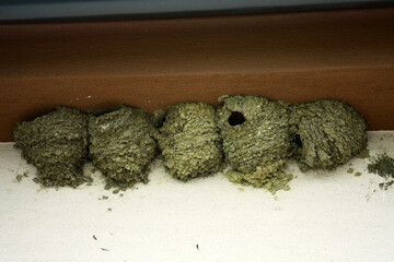 Swallow`s nests