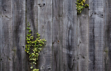 Wooden wall with leaves climbing. Natural vine leaves in yellow and green on rustic wood background. Old wood fence in garden with copy space background.