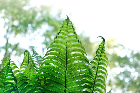 Green fern leaves close up, Beautiful forest green background. Summer season. abstract natural template.