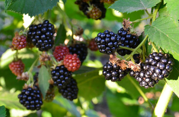 Ripe and unripe blackberries on blackberry bush in the garden close up.Healthy food or diet concept.Selective focus.