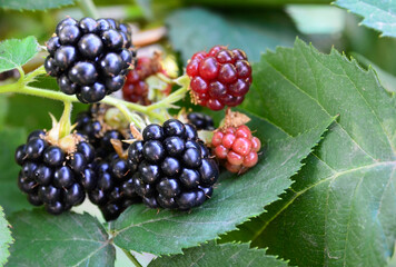 Ripe and unripe blackberries on blackberry bush in the garden close up.Healthy food or diet concept.Selective focus.
