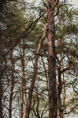 Fototapeta premium trees in the forest