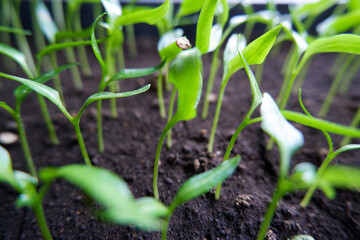 Green little seedlings. Garden and garden.