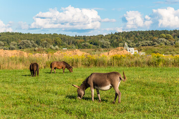 Naklejka na ściany i meble Donkey and horses grazing on green meadow, rural landscape