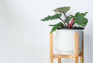 Plants in pots with plain color scene