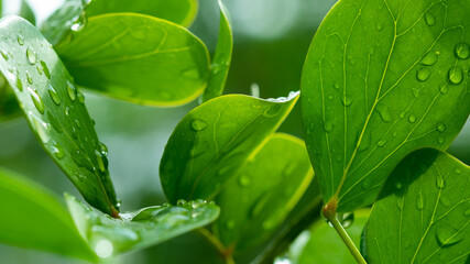 Water on leave background, Green leaf nature