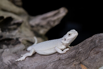 bearded dragon on ground with blur background