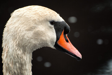 Swan in Colour © Rhys