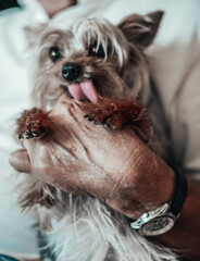 Perro yorkshire terrier en los brazos de su maestro(masculino)
