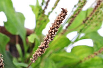 Greater Plantain seeds and leaves  isolated on white background.Selective focus.