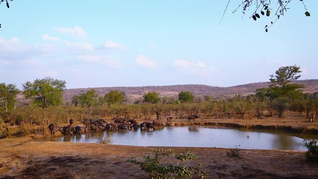 African buffalo herd drinking at waterhole in Kruger National park, South Africa ; Specie Syncerus caffer family of Bovidae