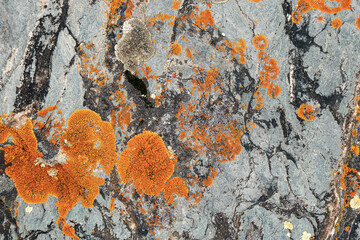 Moss and lichen growing on grey rock. Natural texture background with bright colorful vegetation on...