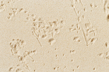 Imprint and shadows of dry grass on sand background. Summer minimal concept