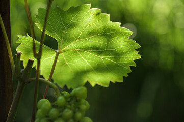 Blatt einer Weinrebe im Gegenlicht