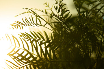 sunset in the forest.Plants during sunset.Sunset in the jungle.Jungle.Sunset.Plants and trees.Backgrounds of trees and plants during sunset.Natural background.Island