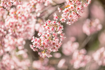 Beautiful Pink Cherry Blossom or Sakura flower blooming