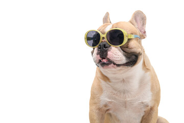Cute french bulldog wear fashion sunglasses isolated on white