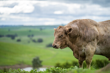 Stud beef cows and bulls grazing on green grass in Australia, breeds include speckled park, murray...