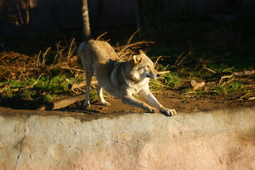 Naklejka premium SONY DSC