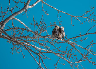 Red-tailed hawk on a branch