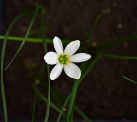 white spring flower lily