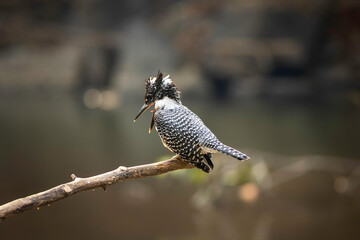 Adult male Crested kingfisher (Megaceryle lugubris)