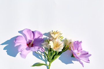 Colorful flowers isolated on white background