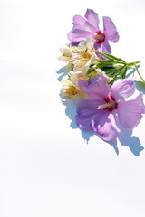 Fresh flowers isolated on white background, with copy space