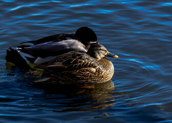 Couple of mallard ducks in the water