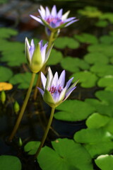 Blue lotus (blue Egyptian lotus or also blue water lily or blue Egyptian water lily), a water lily...
