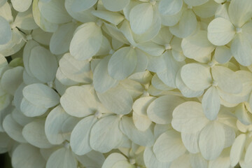 close up of a flower hydrangea