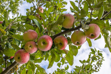 Red apples on a branch close up. Organic food. Organic gardening. Healthy eating