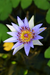 Blue lotus (blue Egyptian lotus or also blue water lily or blue Egyptian water lily), a water lily in the genus Nymphaea. It was known to the Ancient Egyptian civilizations.