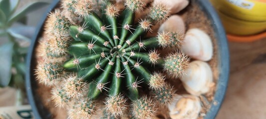 close up of a cactus