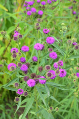 Vernonia arkansania au jardin en été