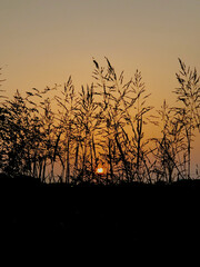 silhouette of a grass in sunset