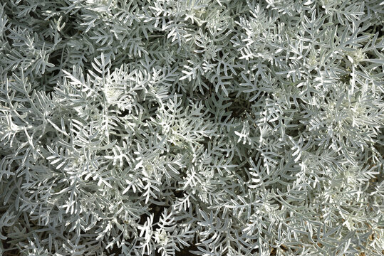 Senecio vira d'Am&eacute;rique du Sud
