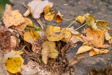 autumn leaves on the ground