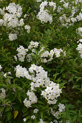 Trachelospermum jasminoide en été