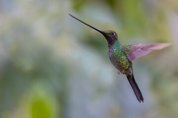 Schwertschnabelkolibri (Sword-billed hummingbird)
Ecuador, Yanacocha