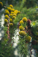 Fresh golden green pine cones on the branches of a pine tree in early spring in the forest.