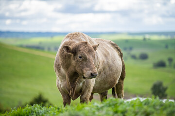Stud beef cows and bulls grazing on green grass in Australia, breeds include speckled park, murray...