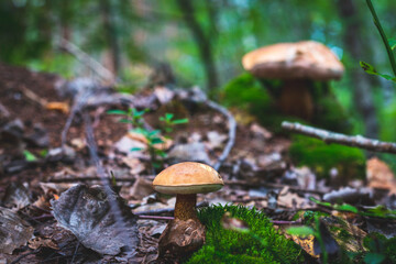 an inedible mushrooms near an anthill