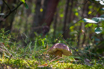 cep boletus mushroom grows in wood