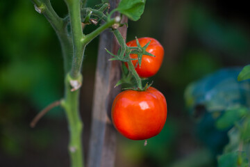 Organic garden tomatoes on a branch