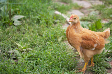 Single free brown hen grasing on green grass in summer sunny day. A small fledgling chicken walks freely among the grasses.