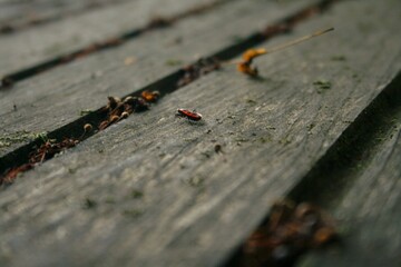 ant on a wood